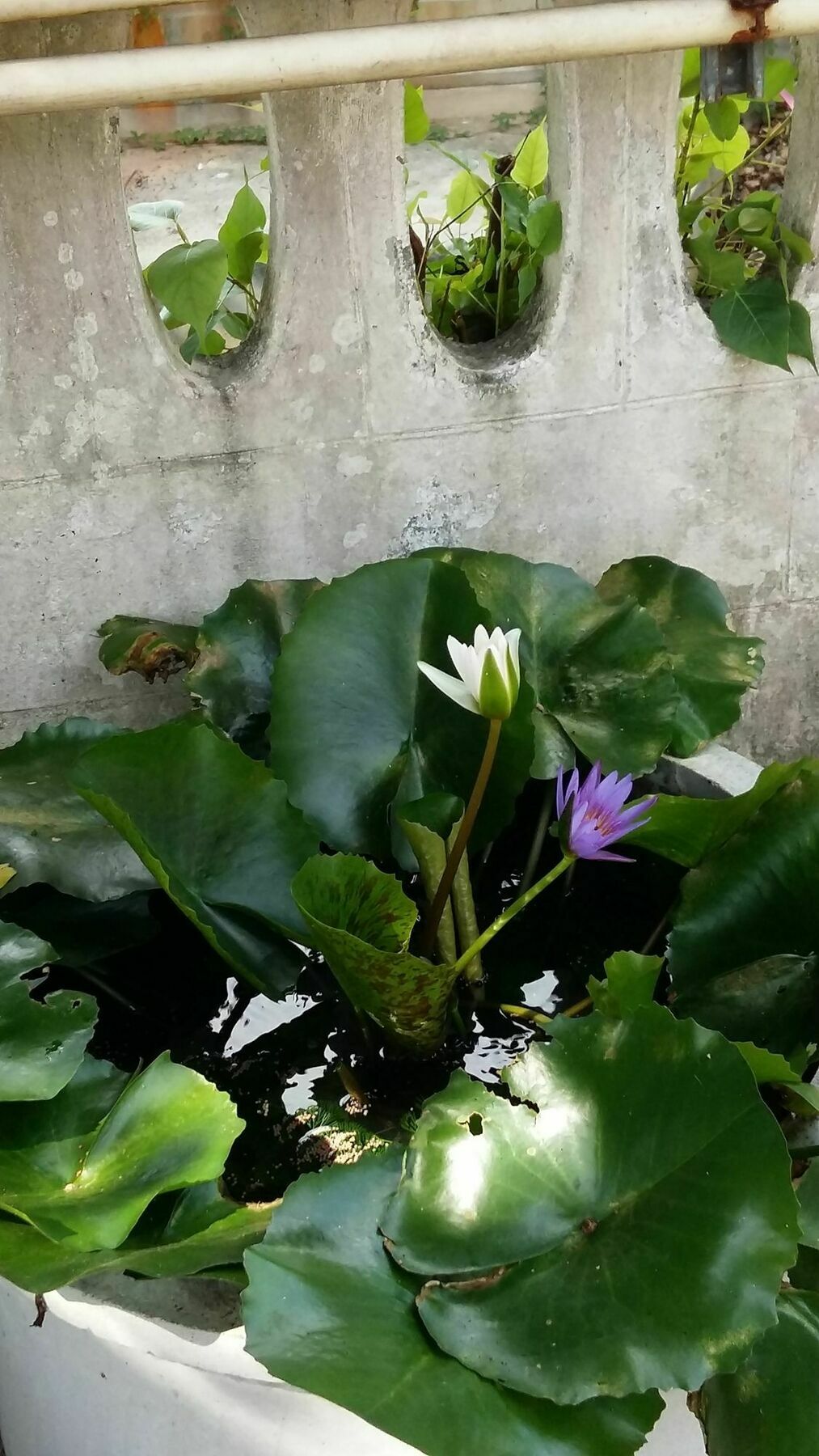 Saver Guesthouse Csaveng-part Kültér fotó